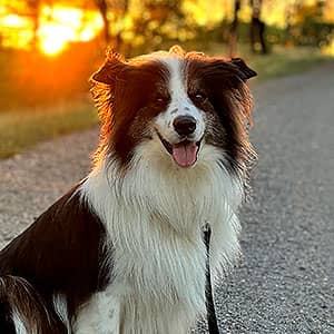 Sunrise Puppy Dog